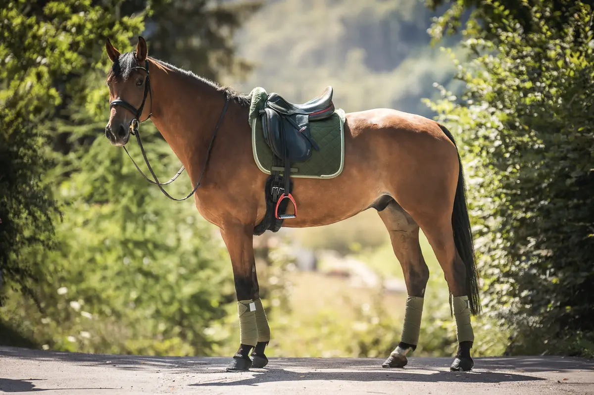 Mattes Engelsk dressur underlag Efterår/ Vinter 2025 Velvet Olive str L med lam under, og i front - Billede 5