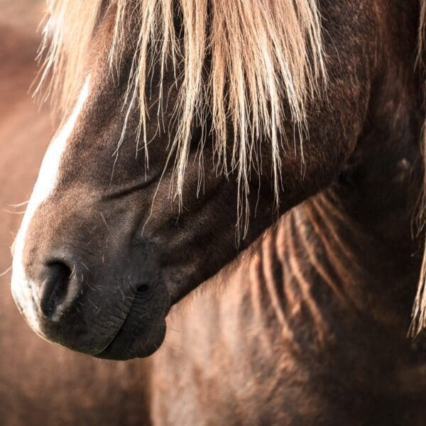 Icelandic Horse scaled
