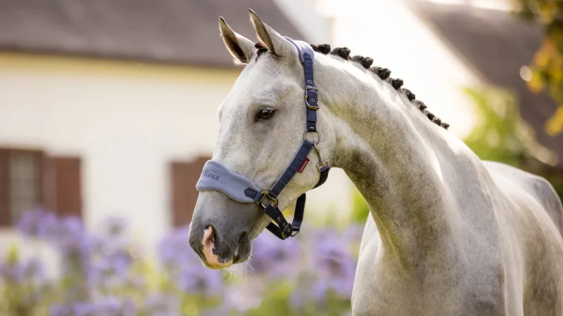 LeMieux Vogue Headcollar & Leadrope Indigo - Billede 2