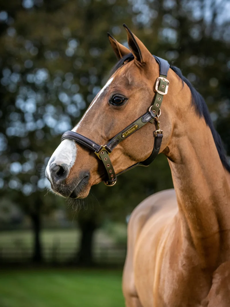 LeMieux Capella Head Collar Forest - Billede 3