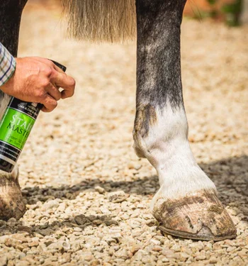Stain Master for horses application 375x