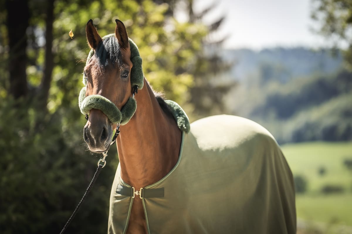 Mattes Engelsk dressur underlag Efterår/ Vinter 2025 Velvet Olive str L med lam under, og i front - Billede 4