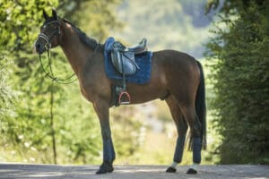 Mattes kollektion, hest med underlag