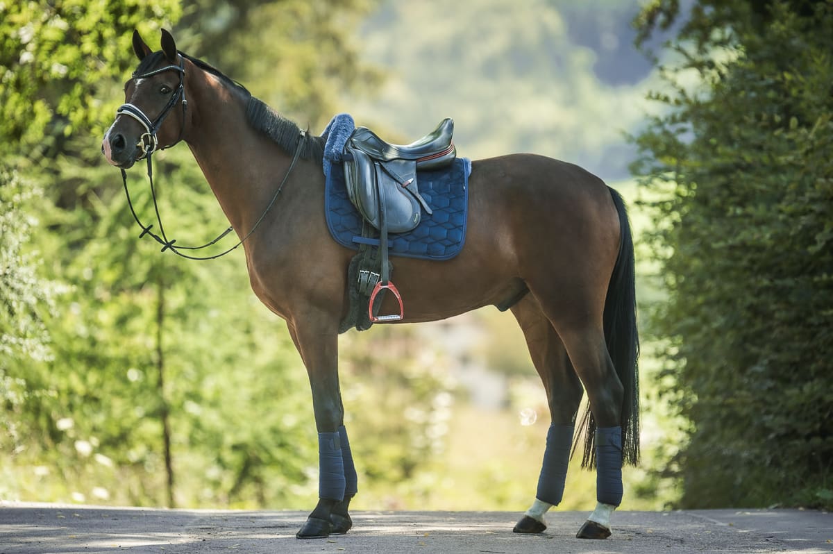 Mattes kollektion, hest med underlag